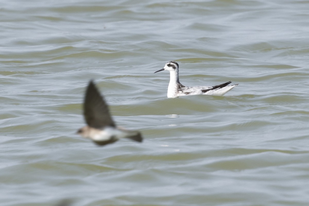 svømmesnipe - ML642318421