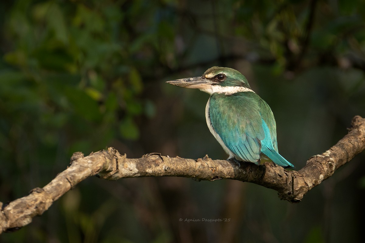 Collared Kingfisher - ML642318433