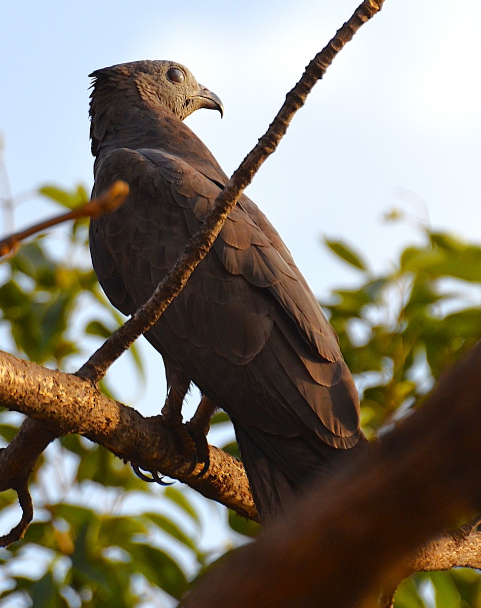 Oriental Honey-buzzard - ML642318459