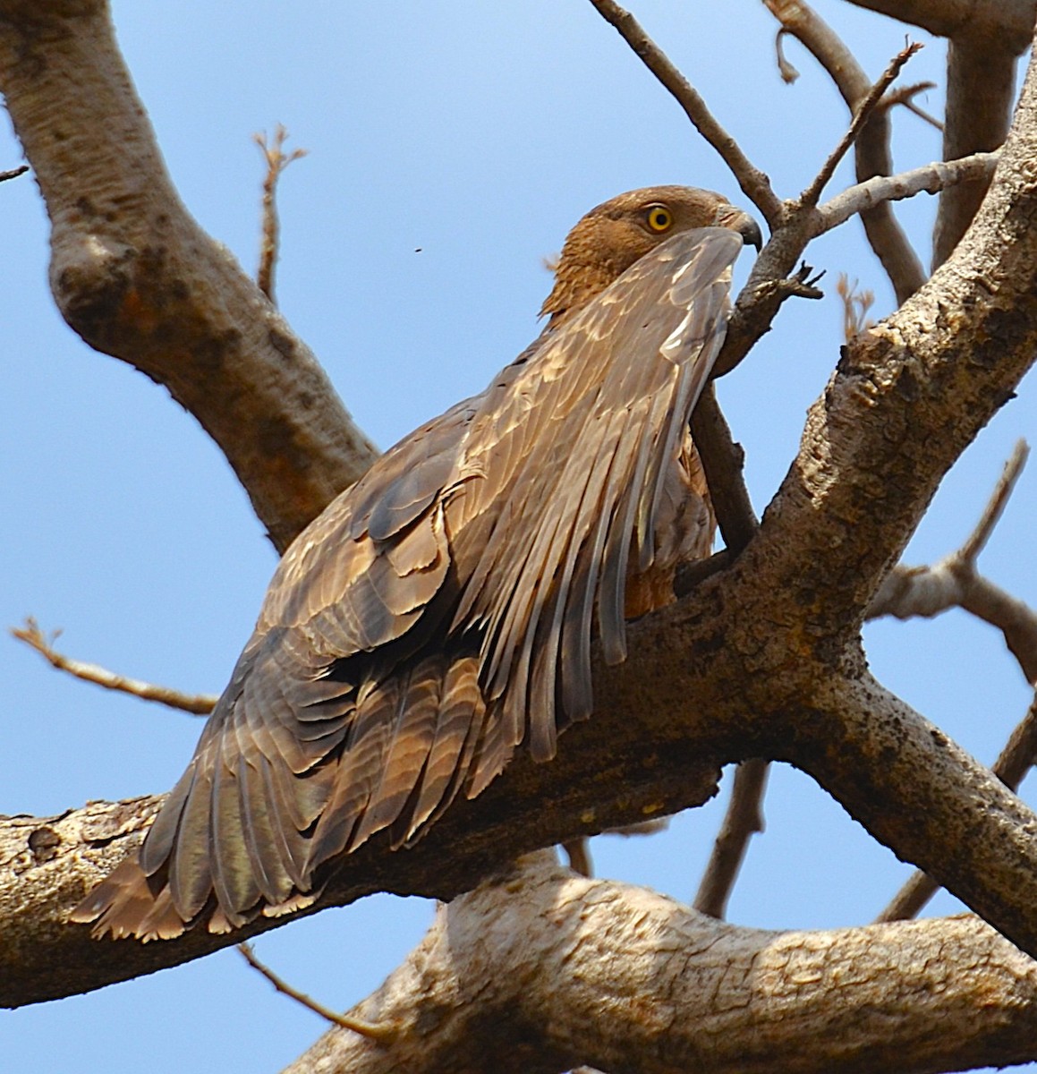 Oriental Honey-buzzard - ML642318460