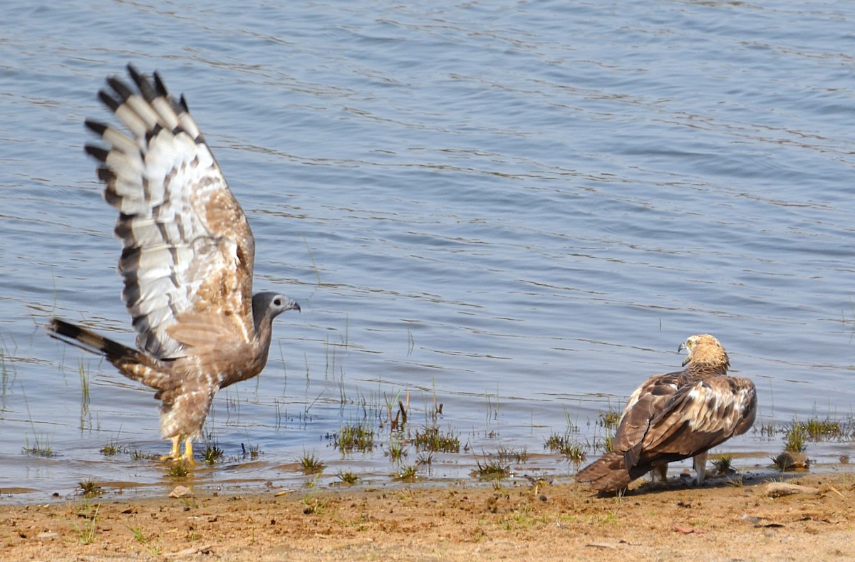 Oriental Honey-buzzard - ML642318461