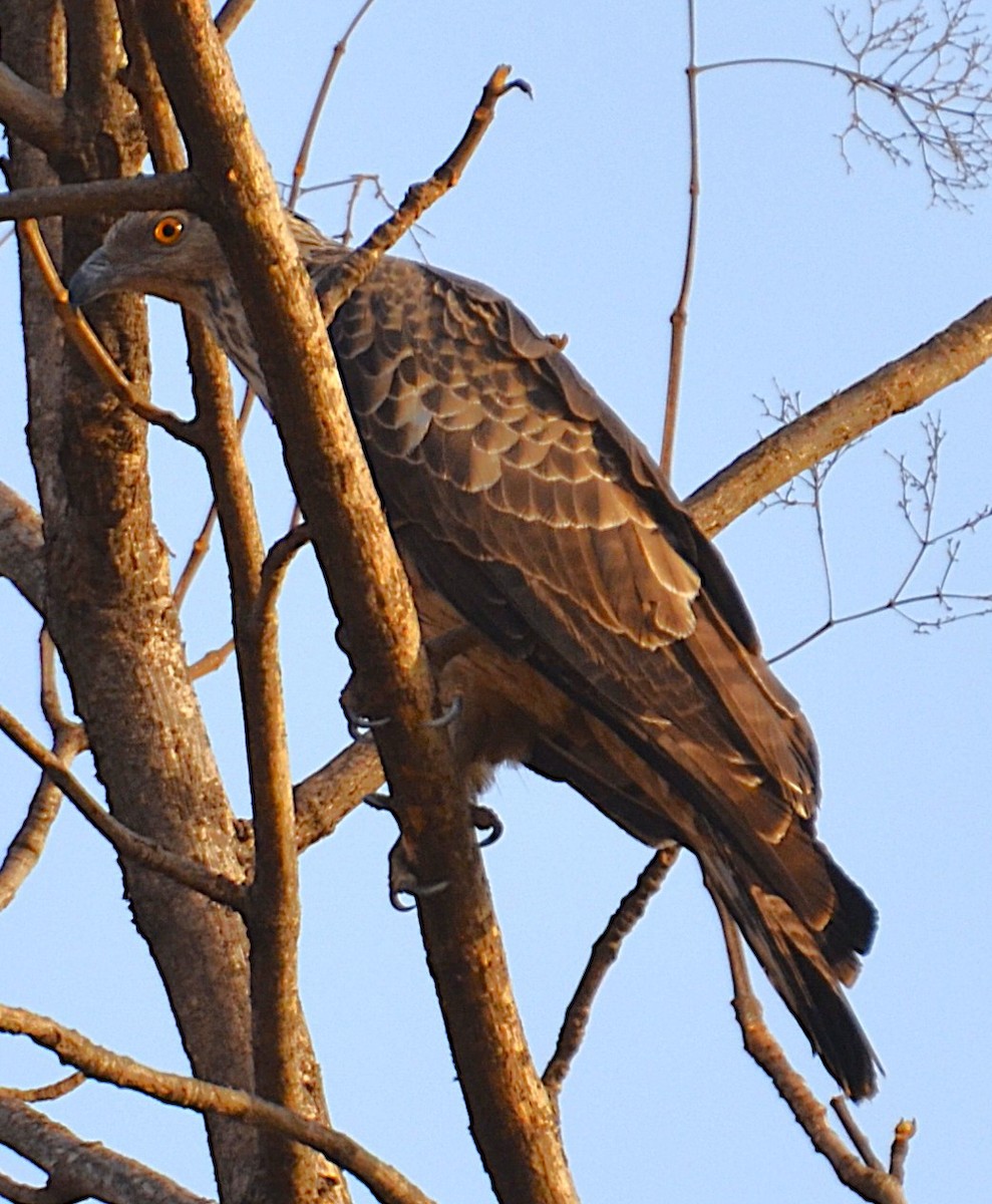 Oriental Honey-buzzard - ML642318462