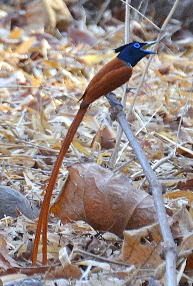 Indian Paradise-Flycatcher - ML642318482
