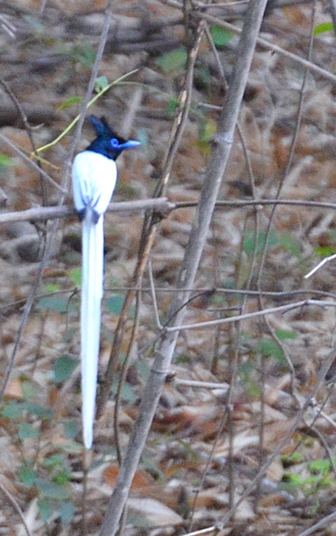 Indian Paradise-Flycatcher - ML642318483