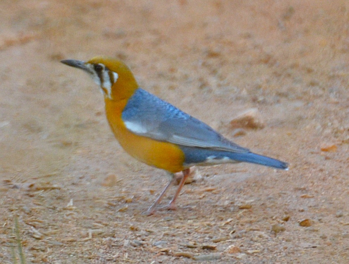 Orange-headed Thrush - ML642318485