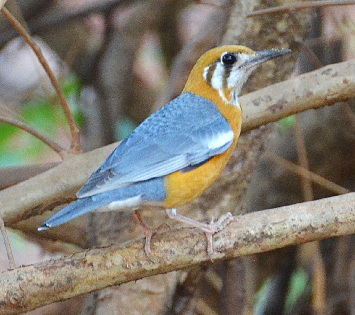 Orange-headed Thrush - ML642318486