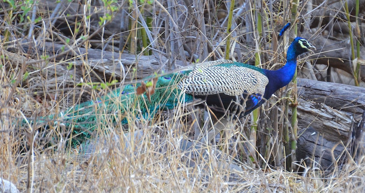 Pfau - ML642318493