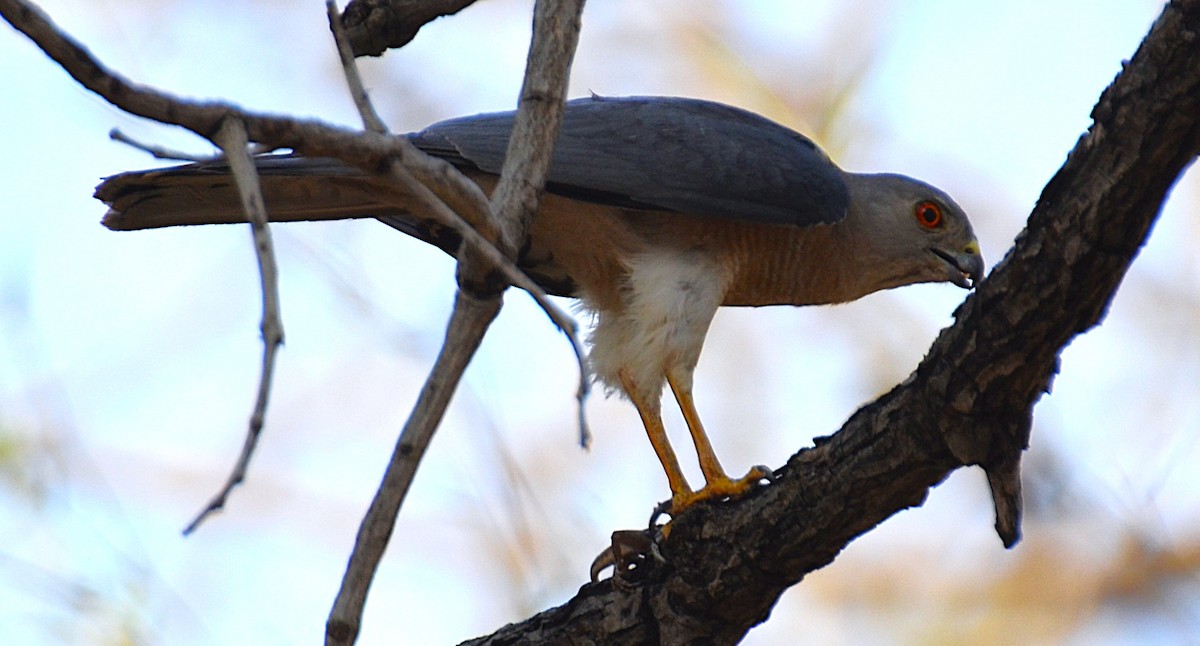 Shikra - ML642318498