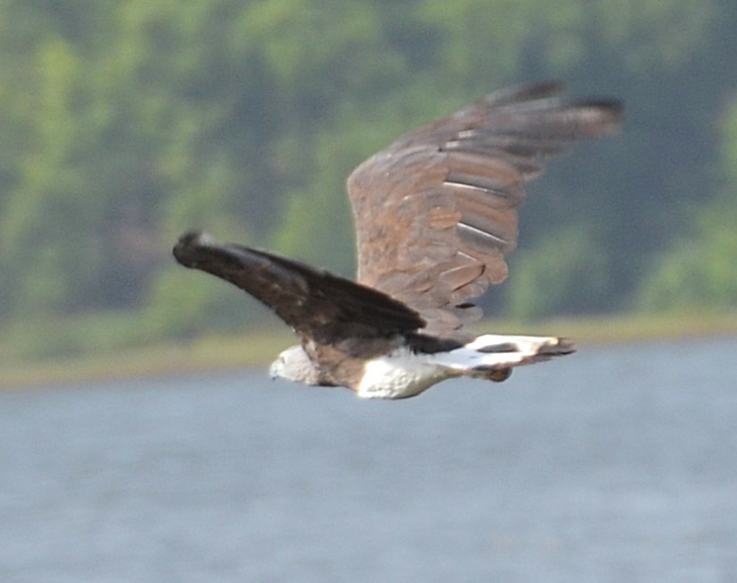 Gray-headed Fish-Eagle - ML642318501