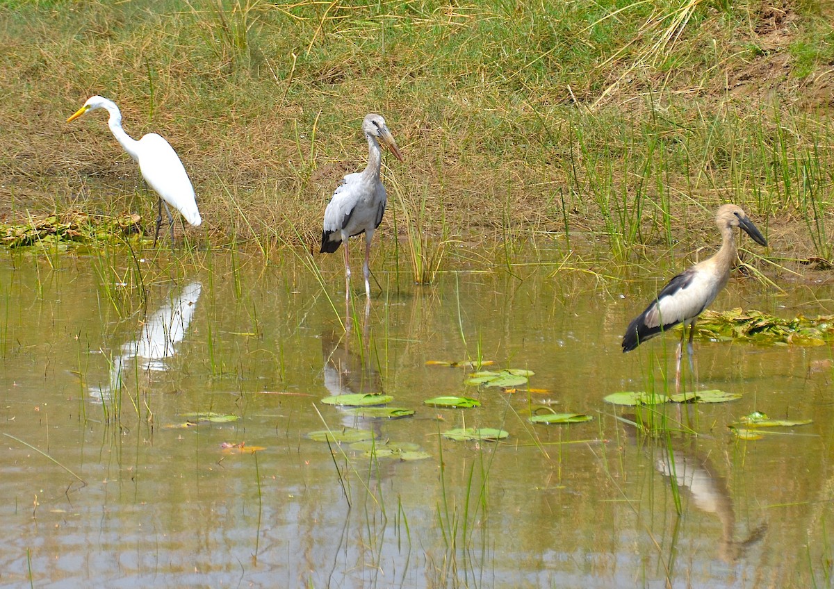 Asian Openbill - ML642318508