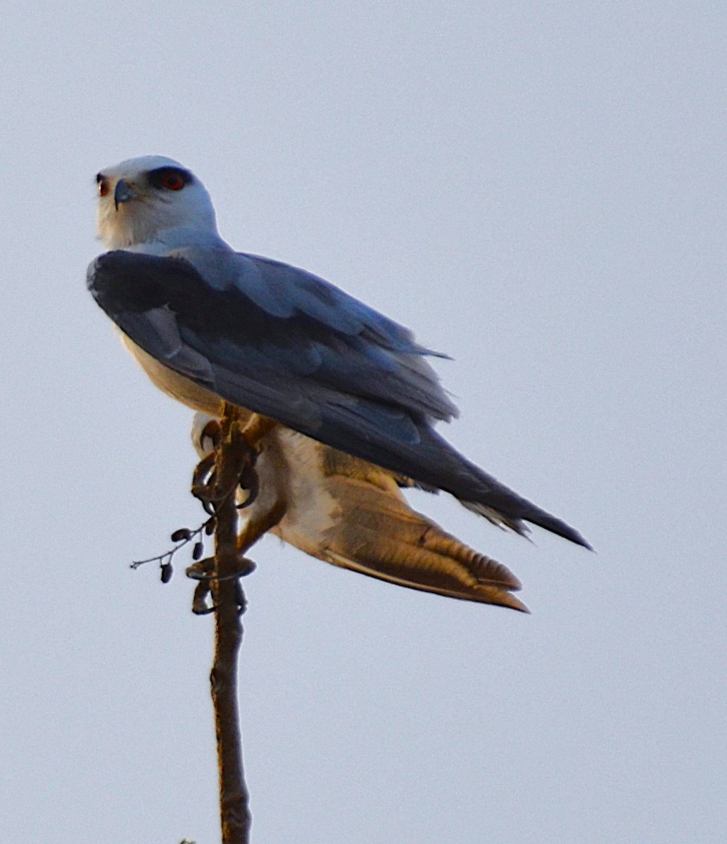Black-winged Kite - ML642318509