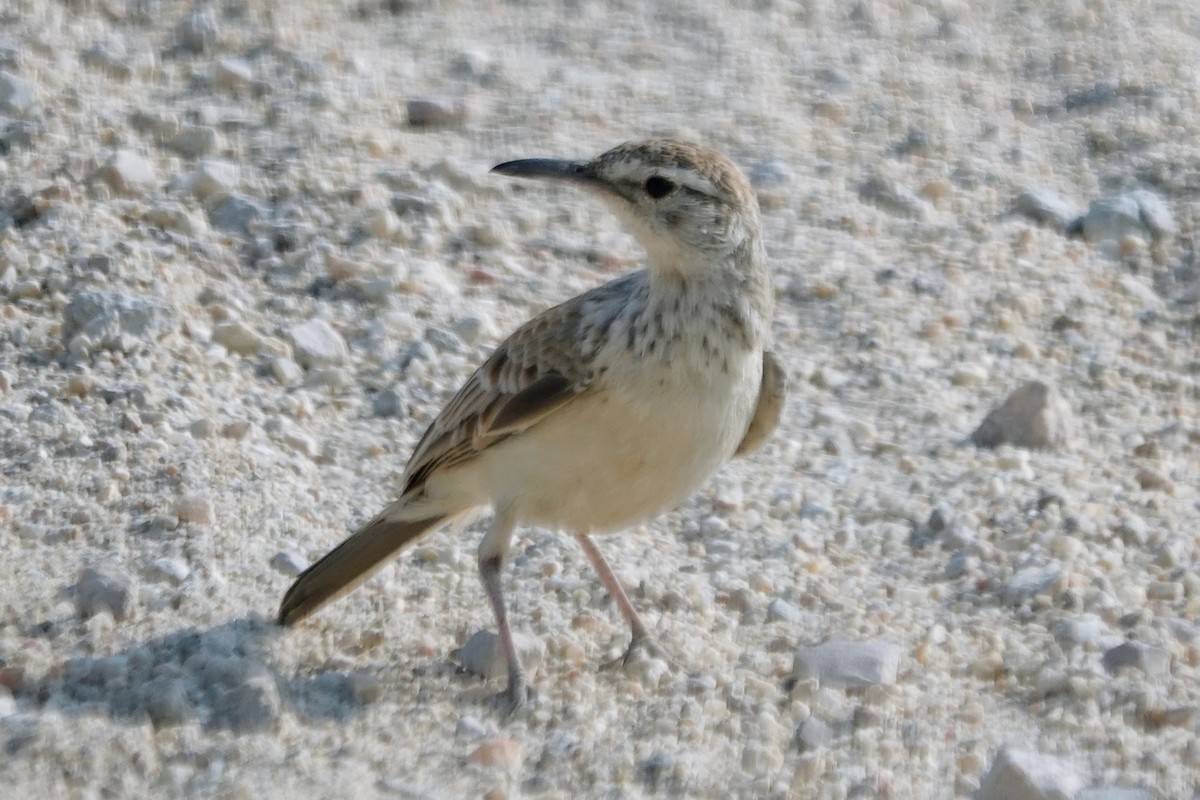 Karoo Long-billed Lark - ML642318515