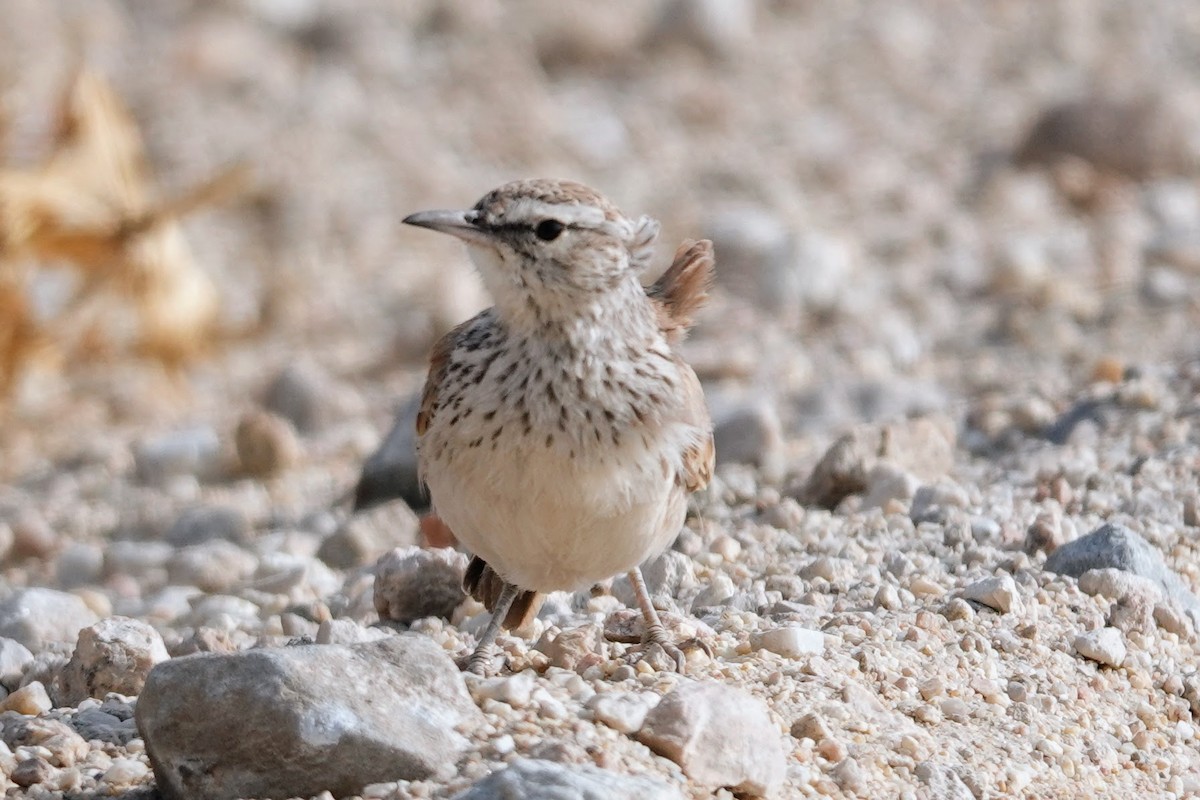 Karoo Long-billed Lark - ML642318516