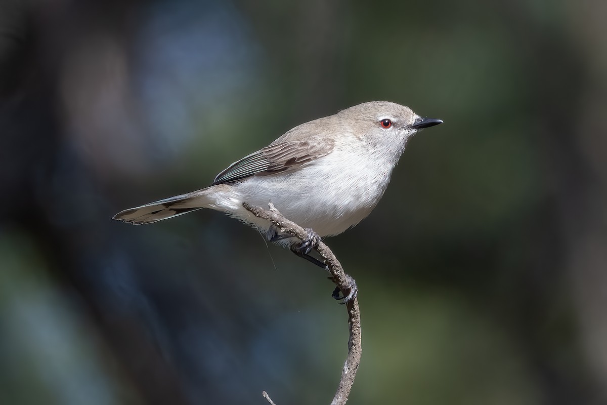 Western Gerygone - ML642318519