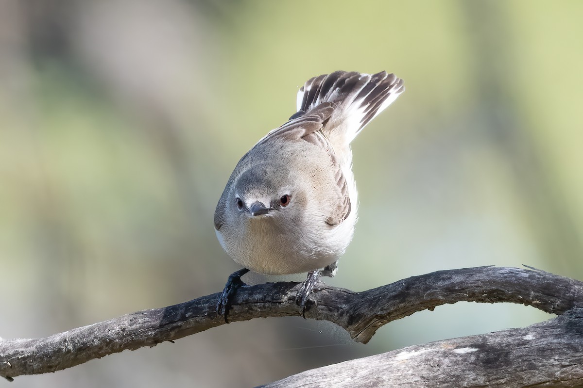 Western Gerygone - ML642318520