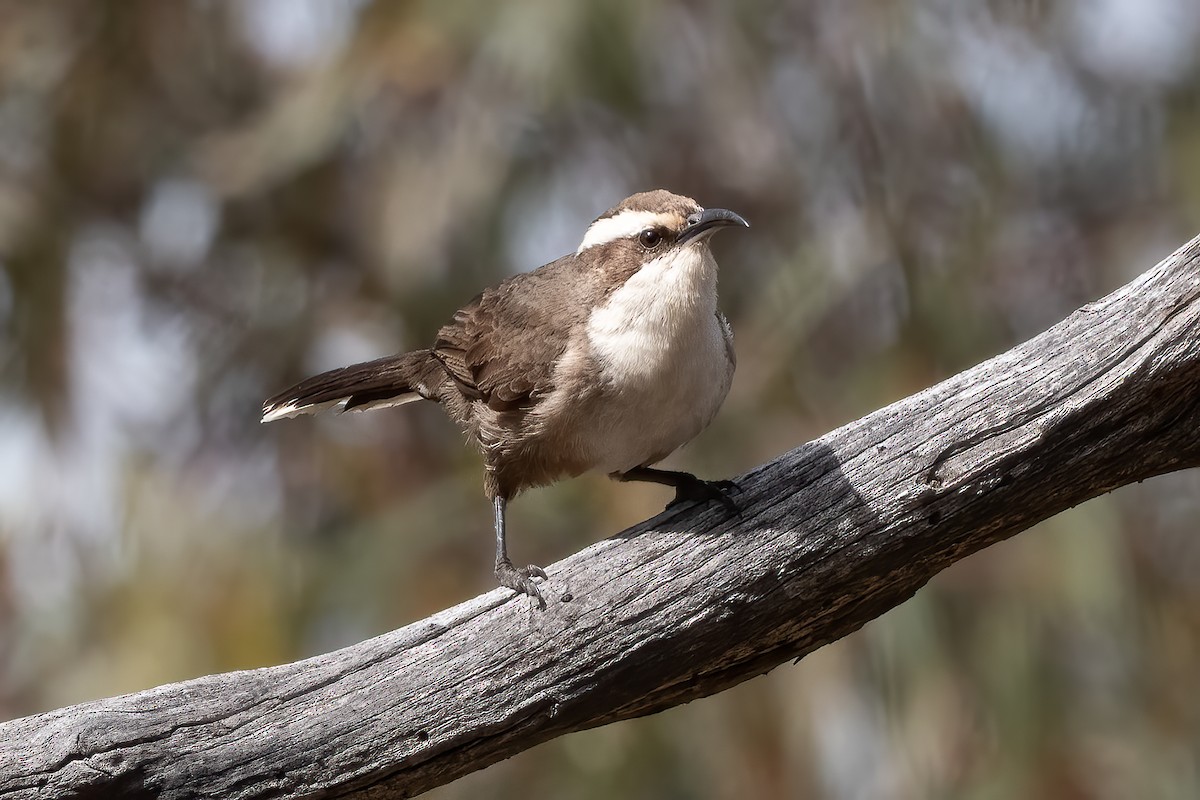 White-browed Babbler - ML642318524