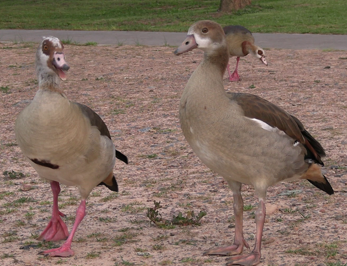 Egyptian Goose - ML642318529