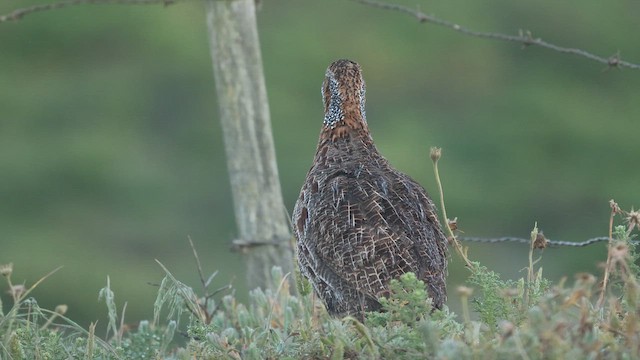 Gray-winged Francolin - ML642318548