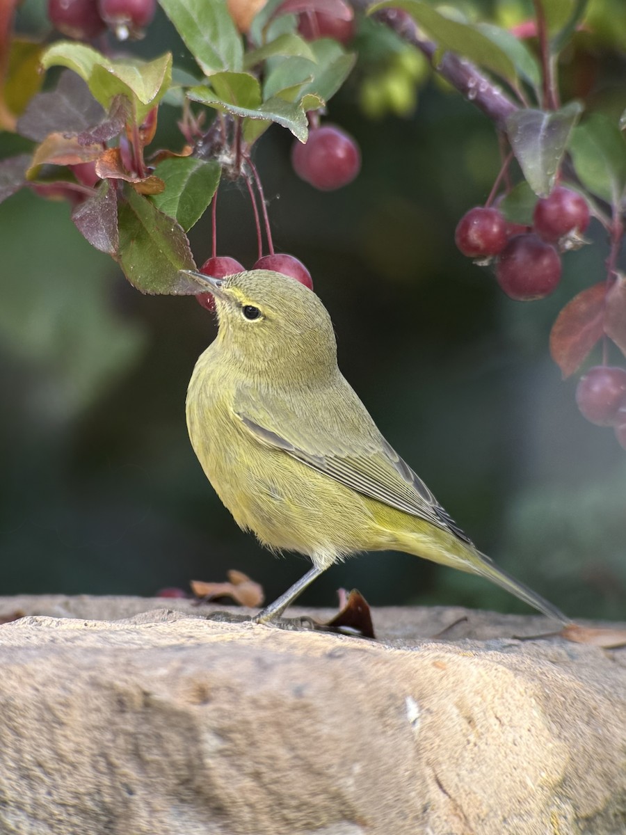Orange-crowned Warbler - ML642318586