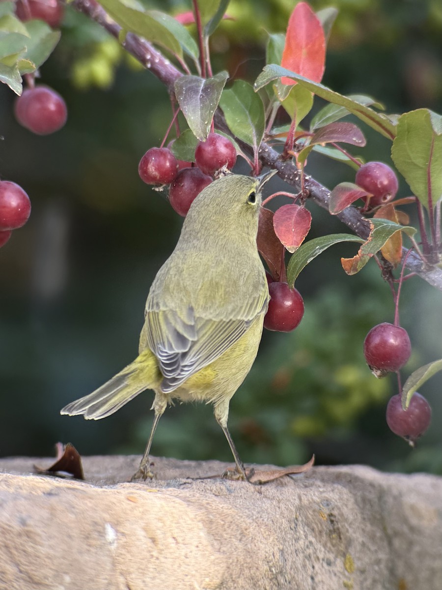 Orange-crowned Warbler - ML642318587