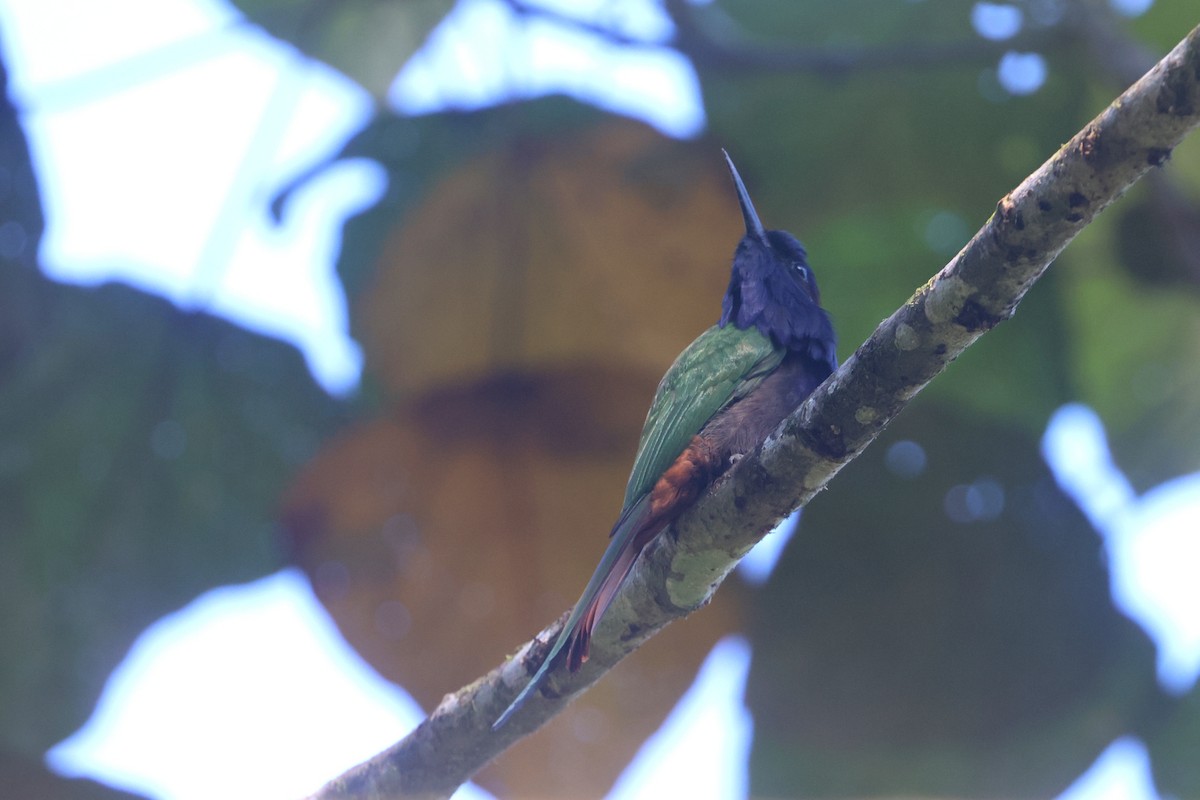 Purple-bearded Bee-eater - ML642318607