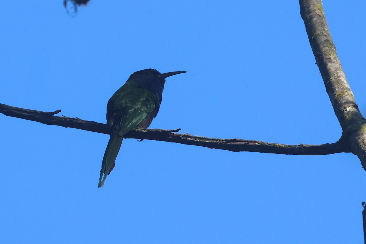 Purple-bearded Bee-eater - ML642318608
