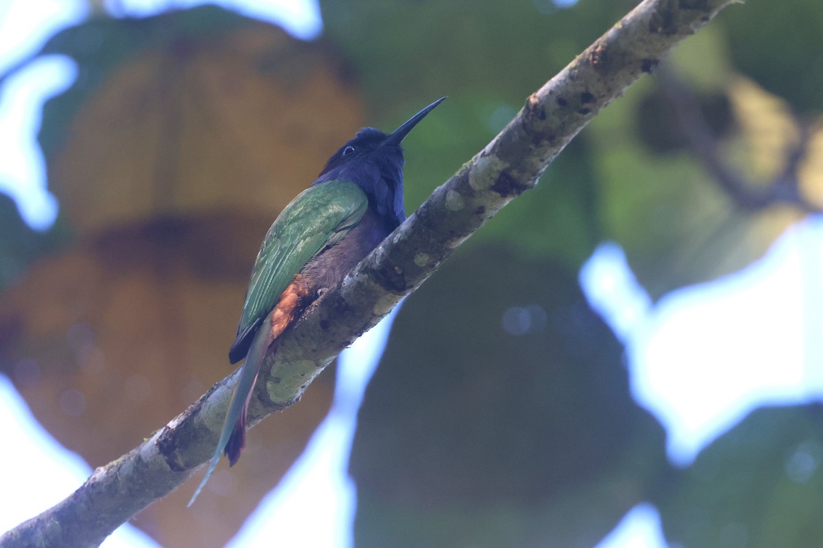 Purple-bearded Bee-eater - ML642318609