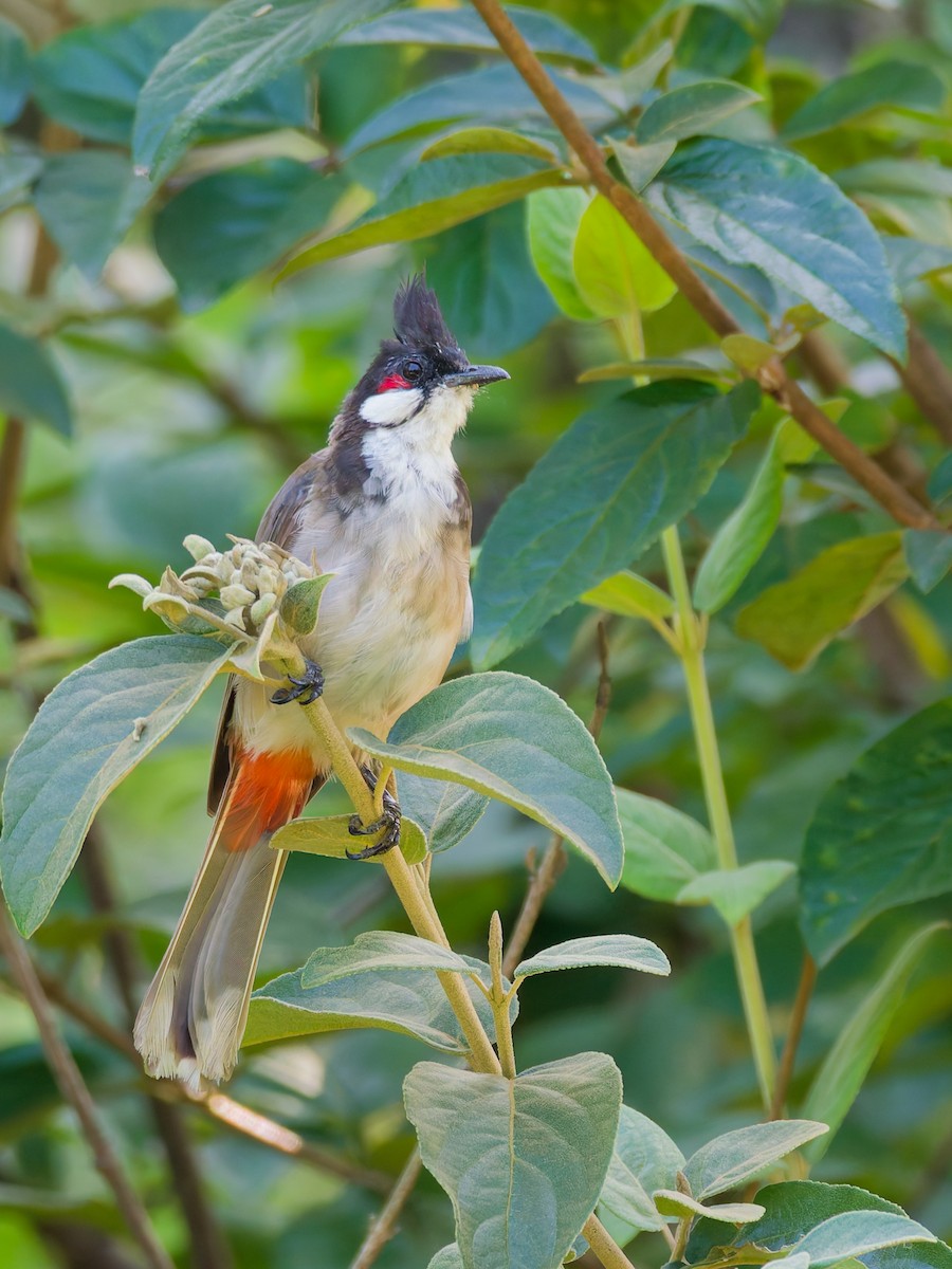 Red-whiskered Bulbul - ML642318614