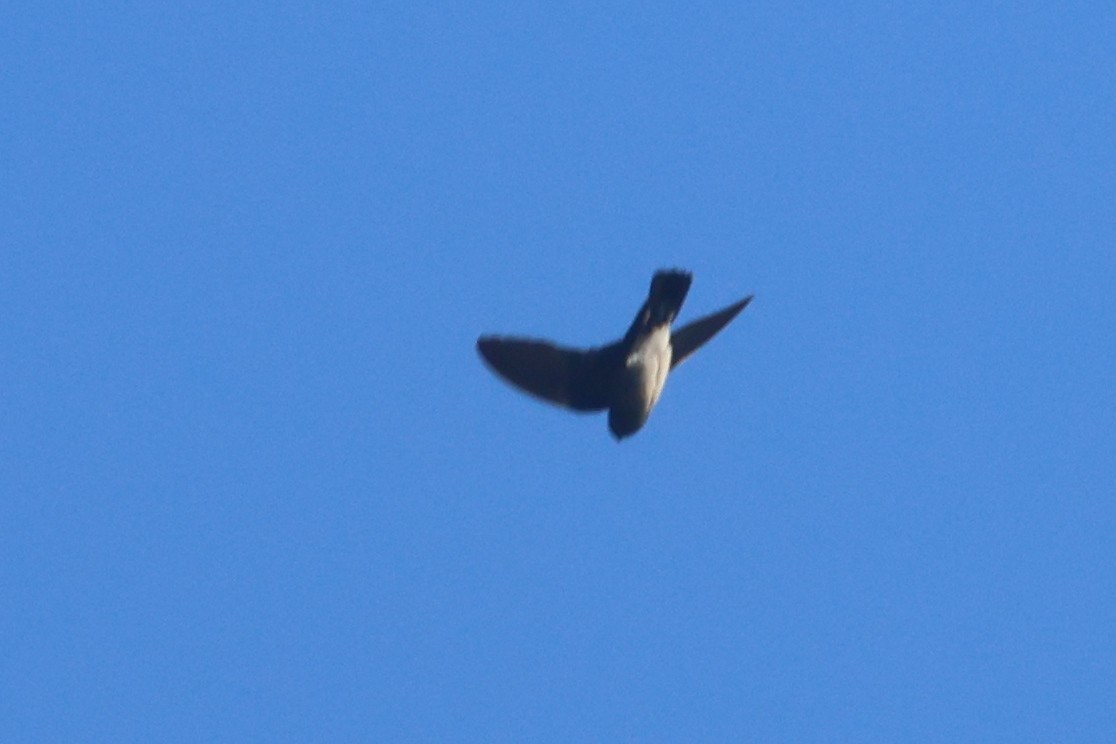 Glossy Swiftlet - ML642318630