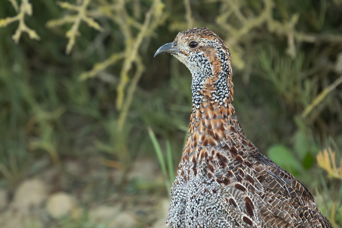 Gray-winged Francolin - ML642318646