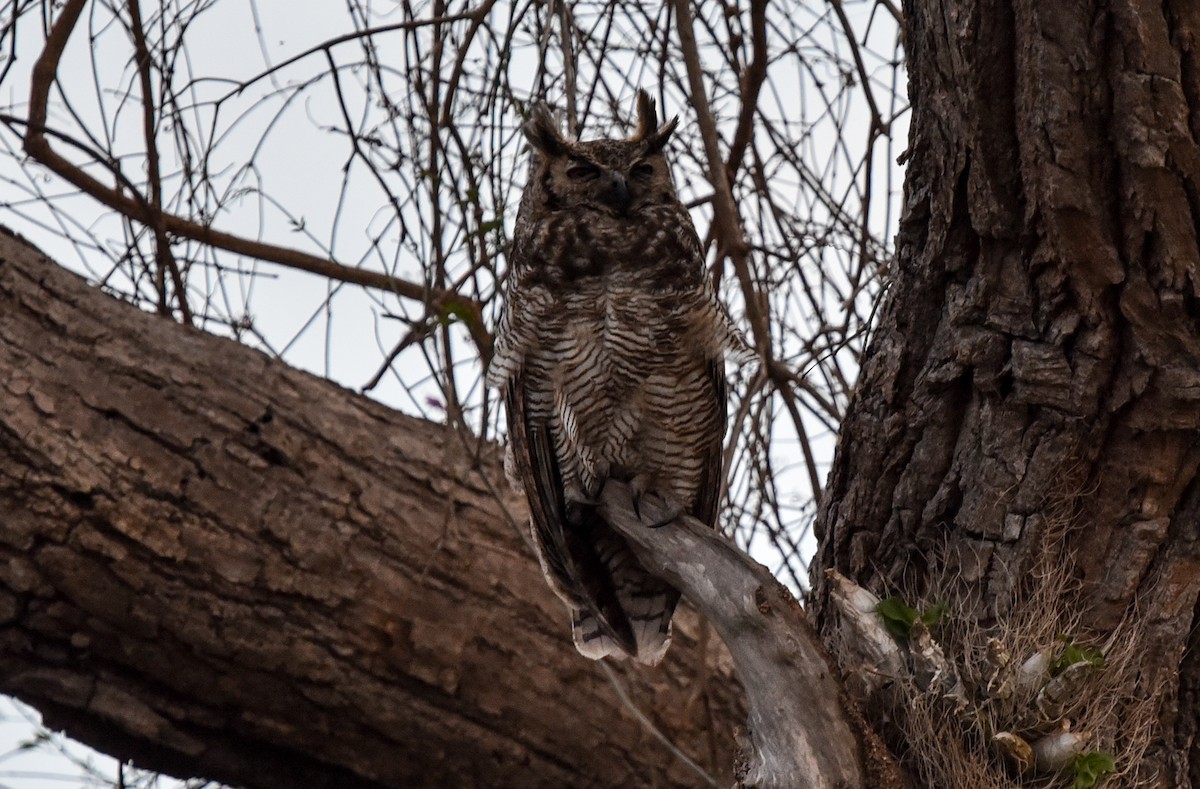 Great Horned Owl - ML642318649