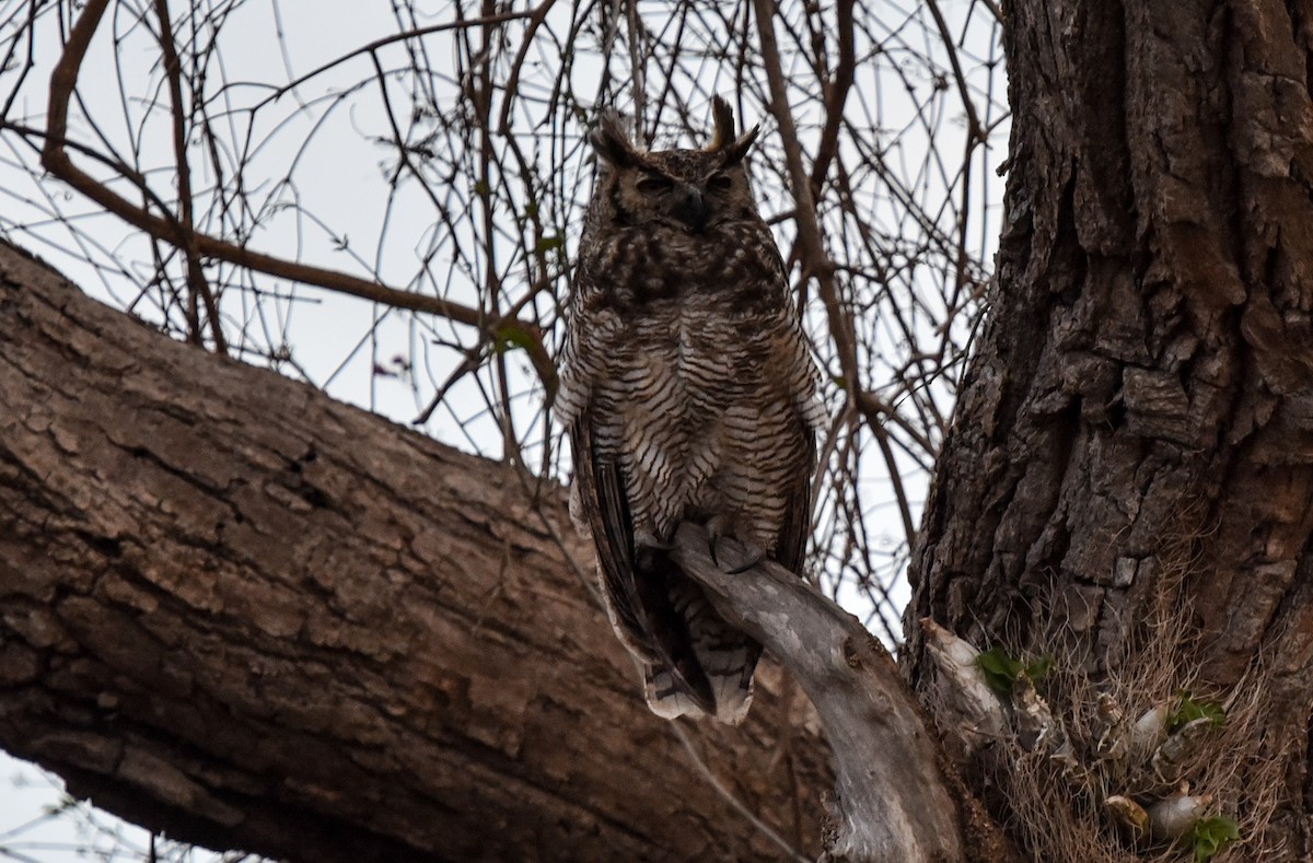 Great Horned Owl - ML642318650