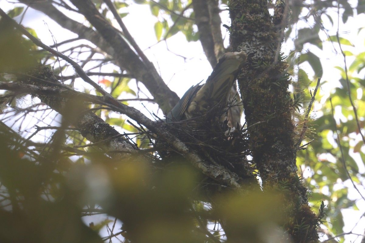 Red-eared Fruit-Dove (Red-eared) - ML642318730