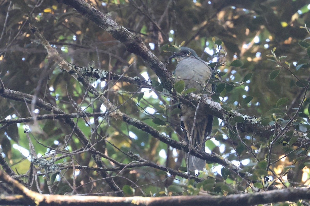 Red-eared Fruit-Dove (Red-eared) - ML642318731