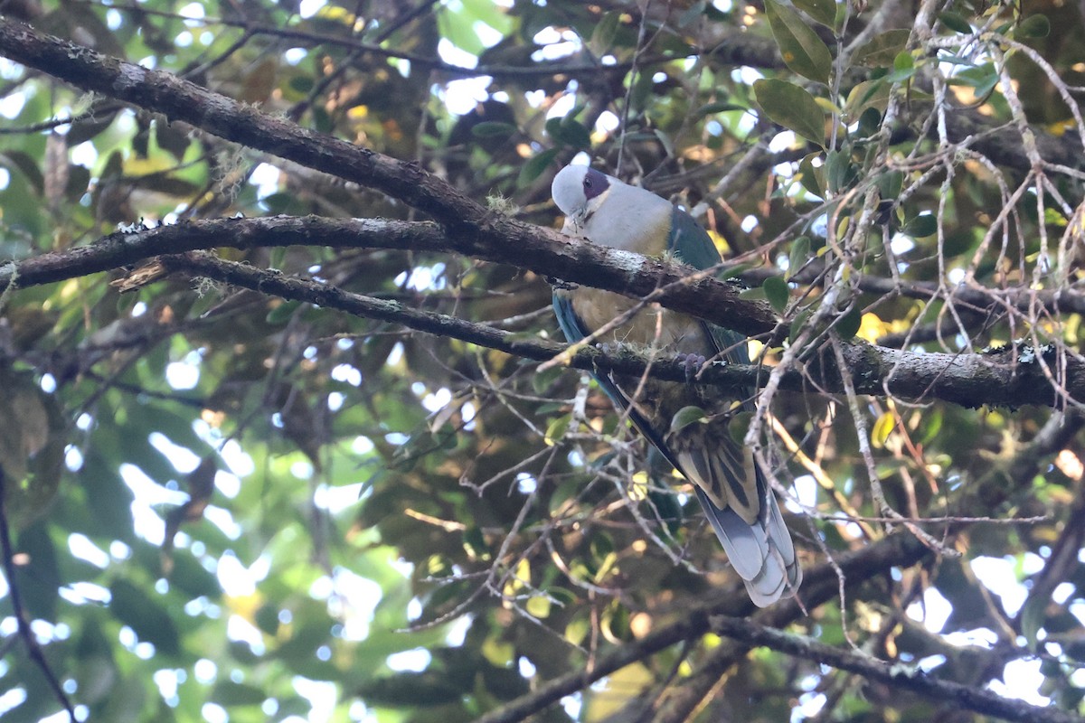 Red-eared Fruit-Dove (Red-eared) - ML642318732
