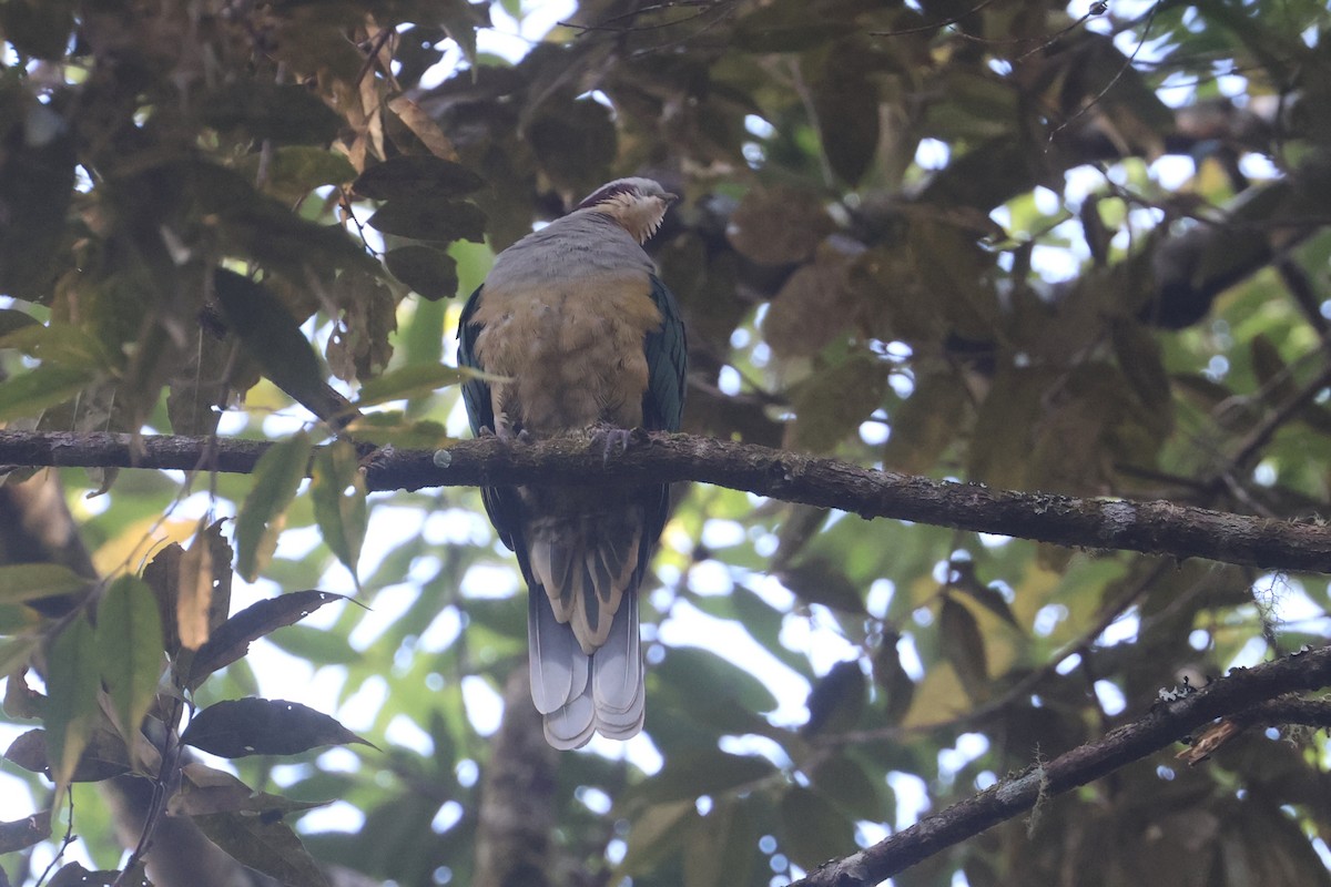Red-eared Fruit-Dove (Red-eared) - ML642318733