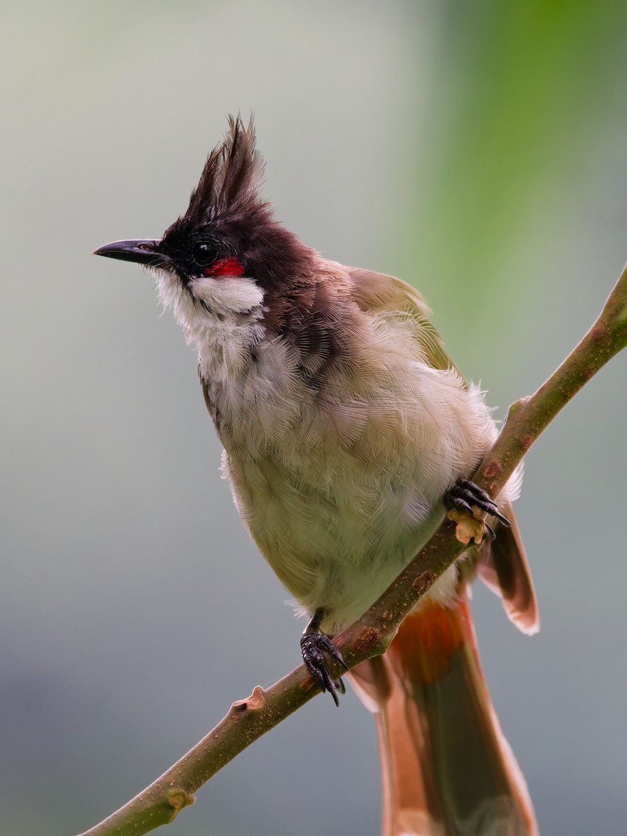 Red-whiskered Bulbul - ML642318741