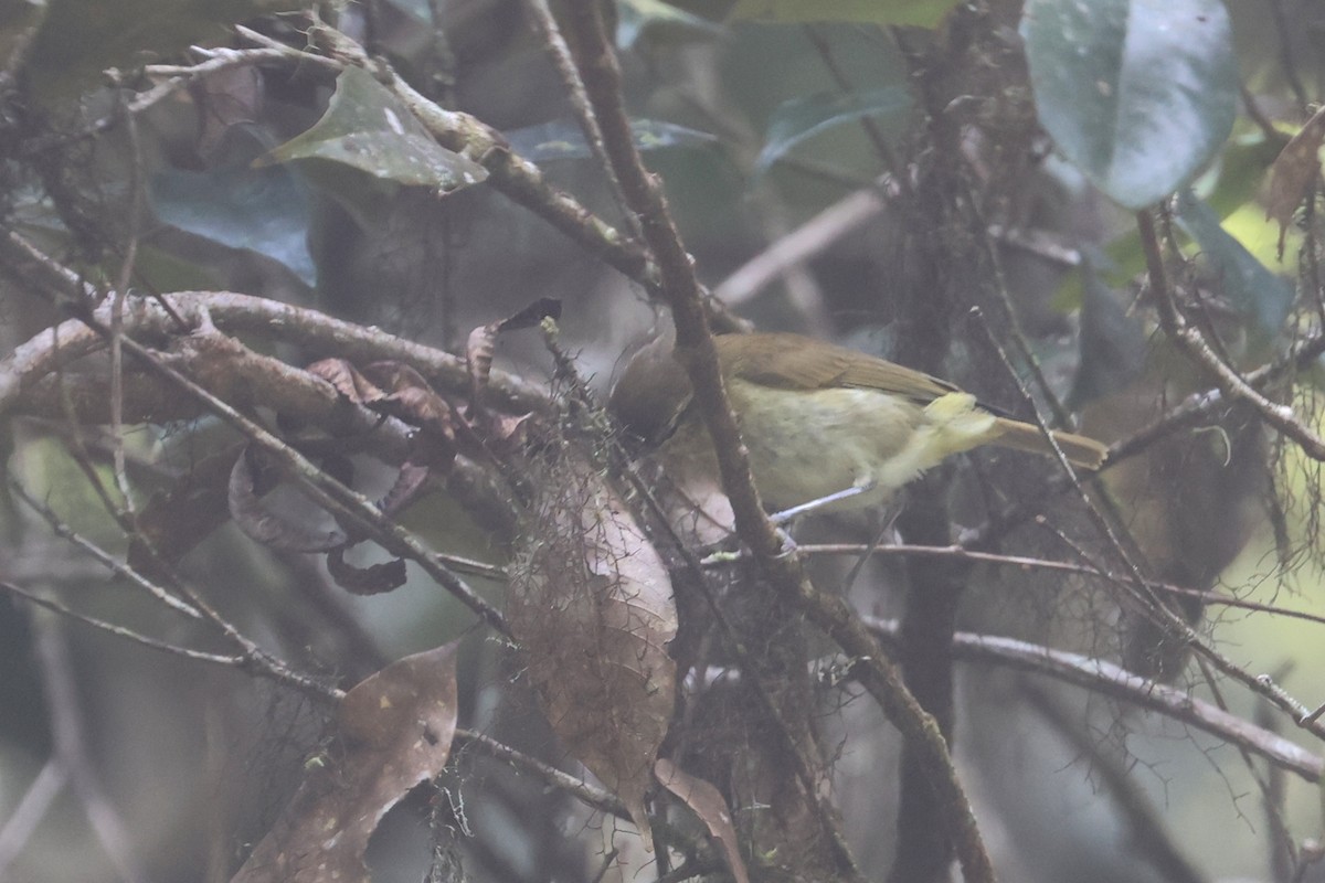 Sulawesi Leaf Warbler - ML642318766