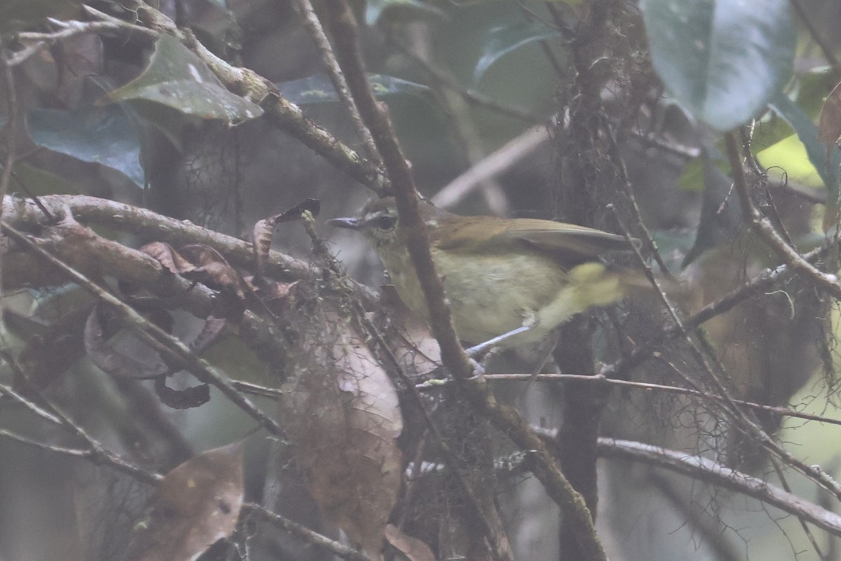 Sulawesi Leaf Warbler - ML642318767