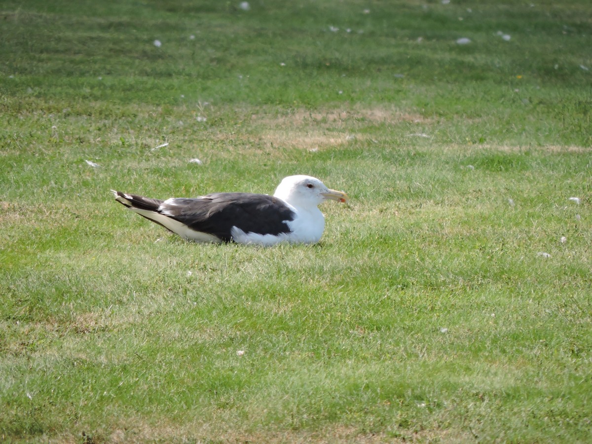 Great Black-backed Gull - ML642318779