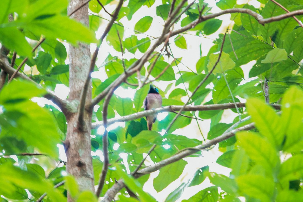Visayan Broadbill - ML642318813