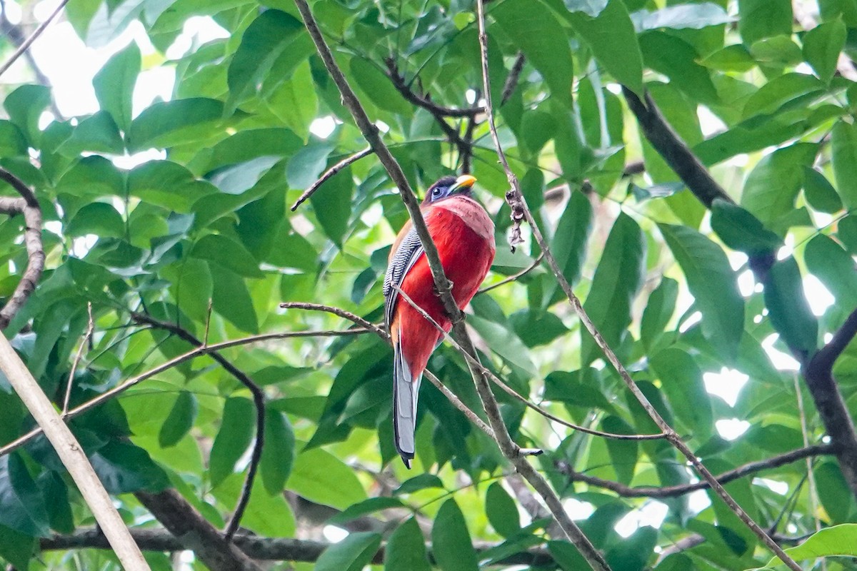 Trogón Filipino - ML642318814