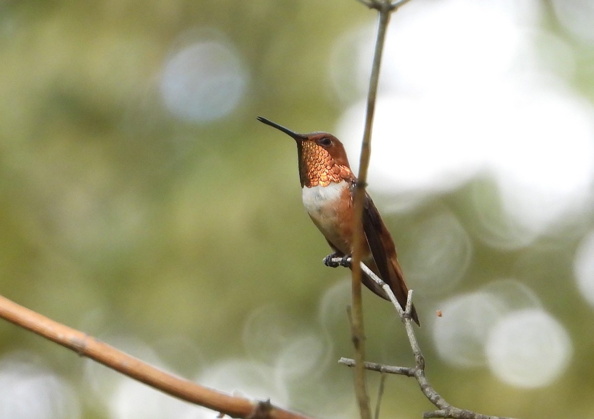 Rufous Hummingbird - ML642318815