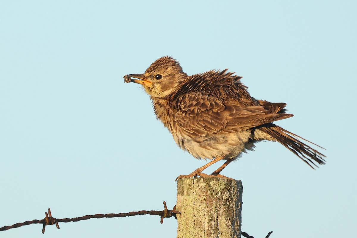 Large-billed Lark - ML642318833