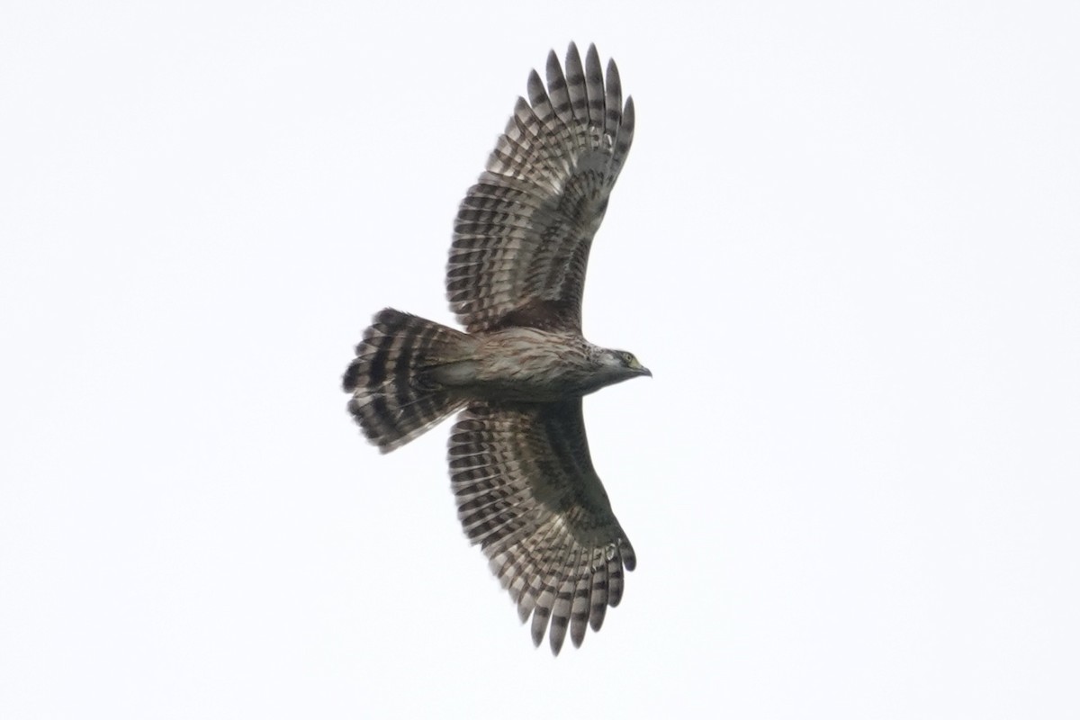 orlík filipínský - ML642318835