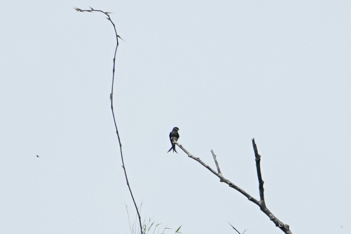 Whiskered Treeswift - ML642318836