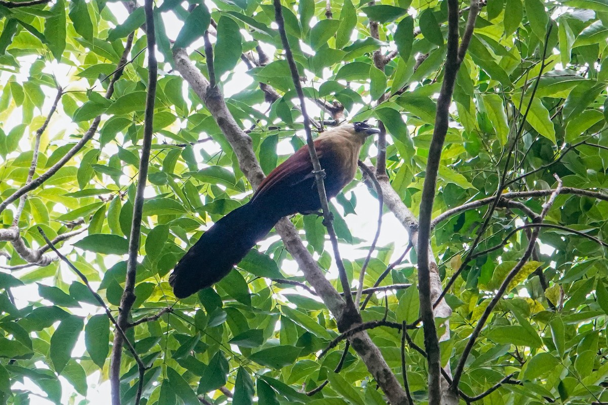 Чернолицый кукаль - ML642318840