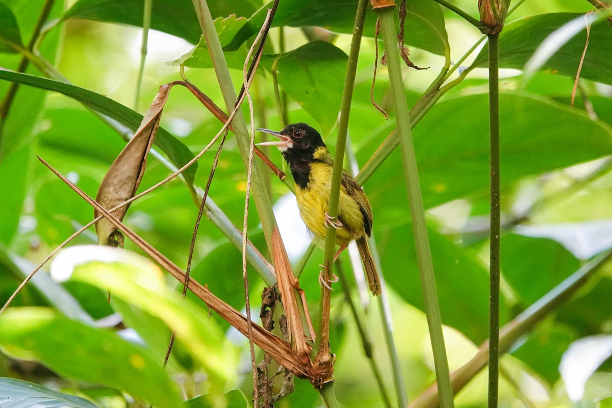 Yellow-breasted Tailorbird - ML642318844