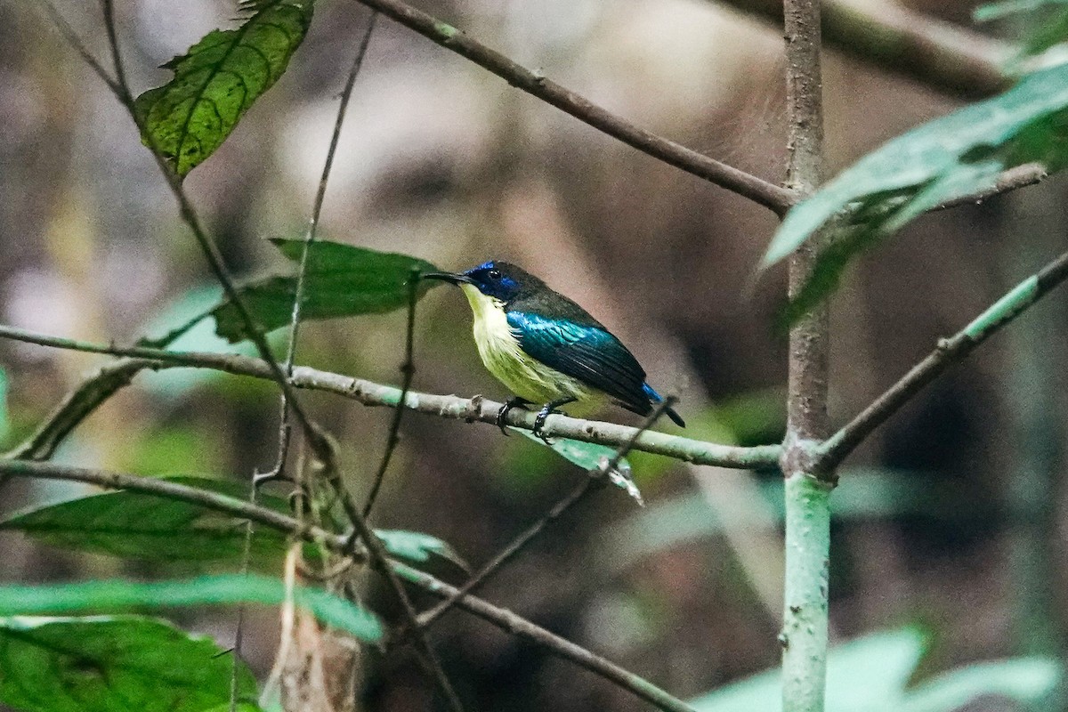 Metallic-winged Sunbird (Bohol) - ML642318862