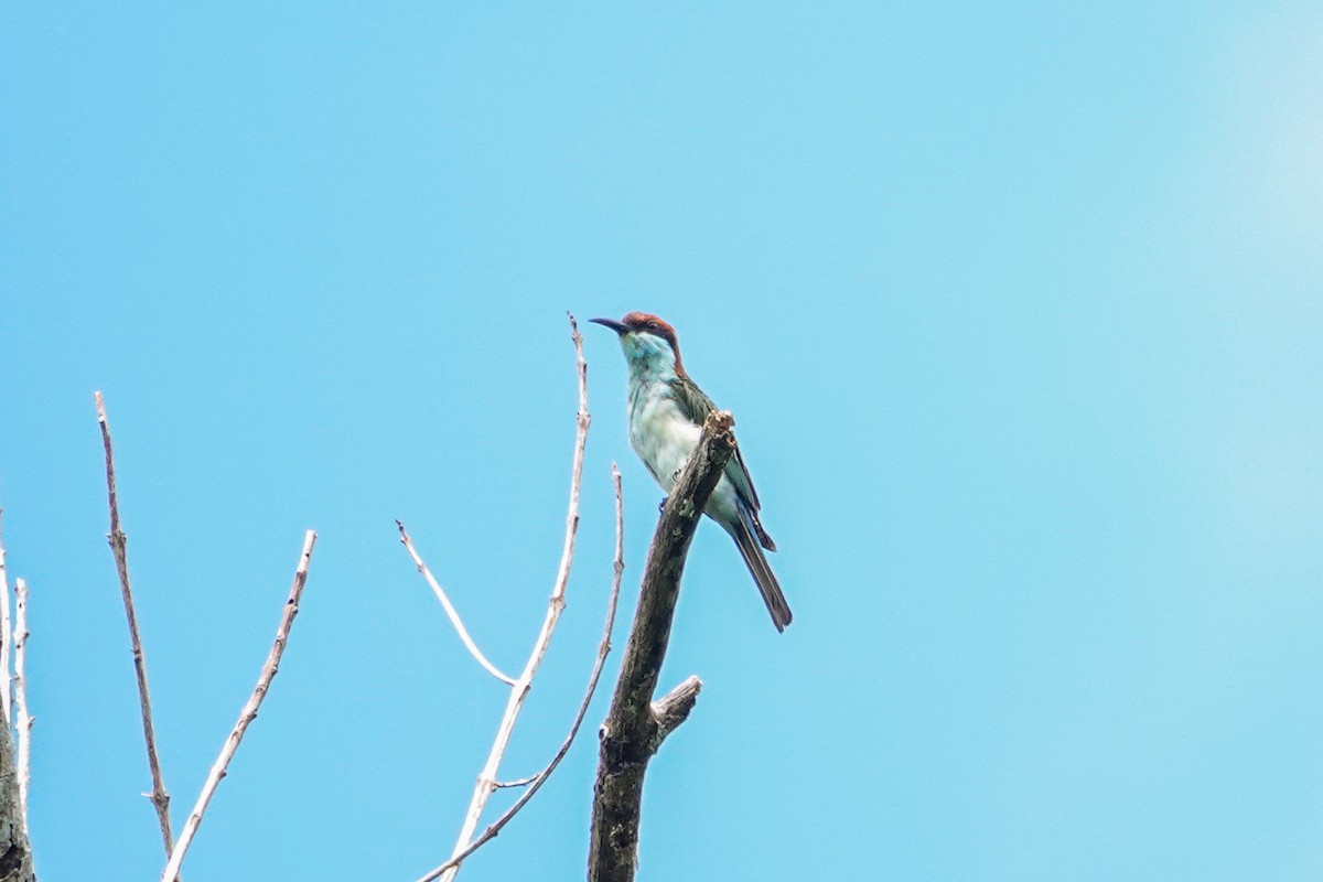 Rufous-crowned Bee-eater - ML642318870